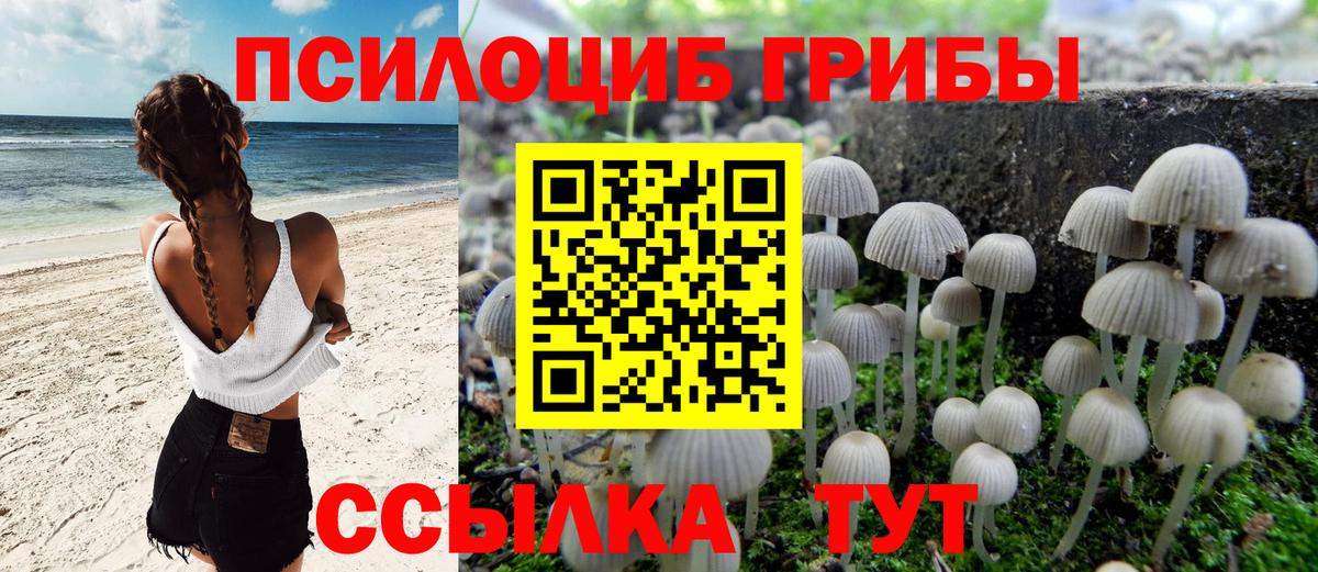 Галлюциногенные грибы Psilocybe Воронеж